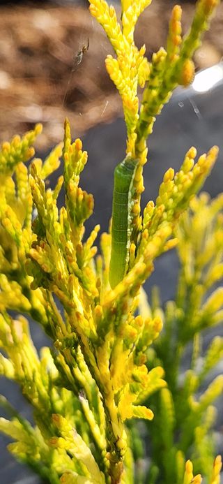 옥전농부(서철)님의 기타작물 · 병해충상담 작성글 사진