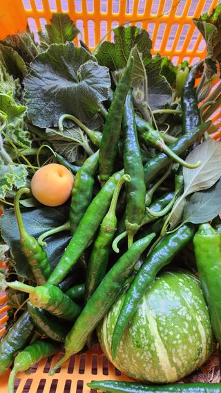 율촌 김은숙님의 고추 · 일상 작성글 사진