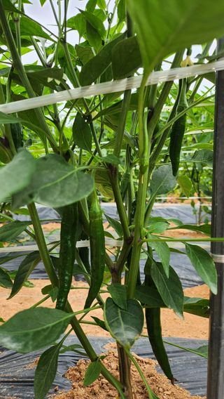 율촌 김은숙님의 고추 · 일상 작성글 사진