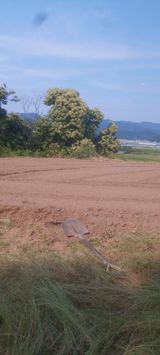 팜모닝 자유주제·자유게시판 게시글 이미지