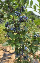 팜모닝 기타작물·자유게시판 게시글 이미지