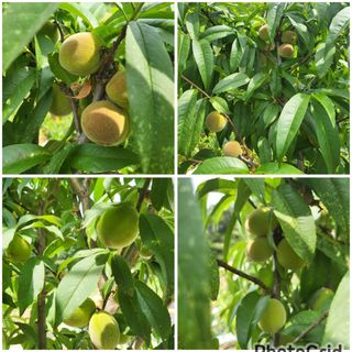 안숙현님의 기타작물 · 자유게시판 작성글 사진