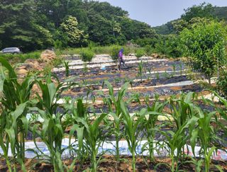 안숙현님의 기타작물 · 자유게시판 작성글 사진