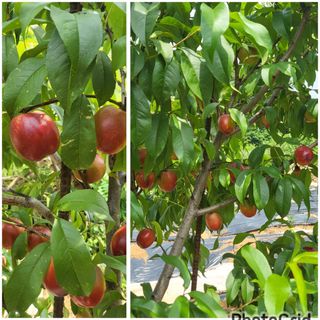 안숙현님의 기타작물 · 자유게시판 작성글 사진