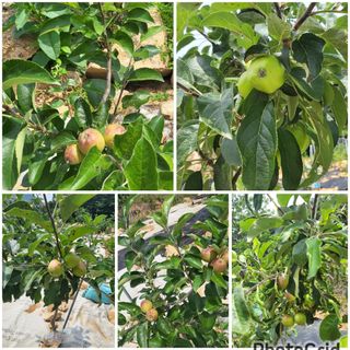 안숙현님의 기타작물 · 자유게시판 작성글 사진