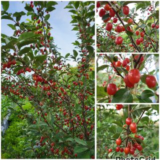 안숙현님의 기타작물 · 자유게시판 작성글 사진