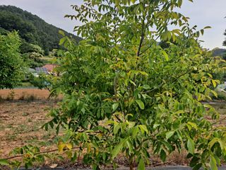 세진님의 기타작물 · 병해충상담 작성글 사진