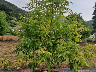 세진님의 기타작물 · 병해충상담 작성글 사진
