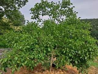 세진님의 기타작물 · 병해충상담 작성글 사진