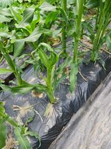 팜모닝 옥수수·병해충상담 게시글 이미지