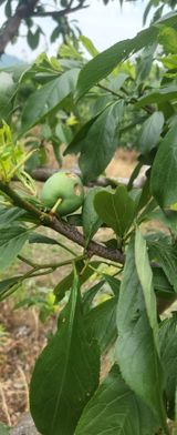 팜모닝 자두·자유게시판 게시글 이미지