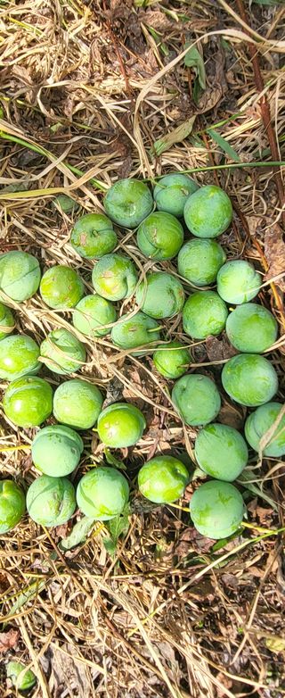 김천.사랑님의 자두 · 자유게시판 작성글 사진