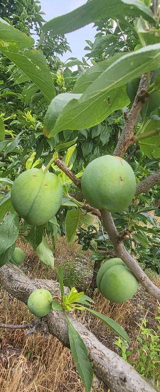 김천.사랑님의 자두 · 자유게시판 작성글 사진