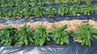 전만근님의 참깨 · 자유게시판 작성글 사진