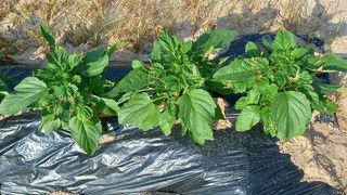 전만근님의 참깨 · 자유게시판 작성글 사진