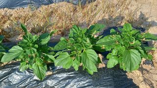 전만근님의 참깨 · 자유게시판 작성글 사진