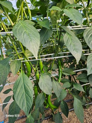 박석연님의 고추 · 비료•농약 작성글 사진