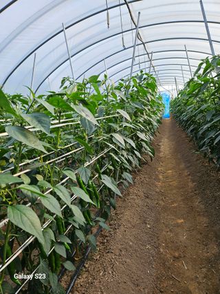 박석연님의 고추 · 비료•농약 작성글 사진