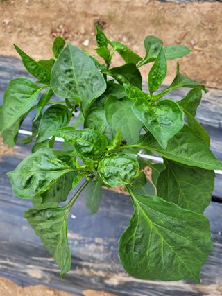 설죽 문평래님의 고추 · 병해충상담 작성글 사진