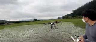 태평양드론님의 벼 · 자유게시판 작성글 사진