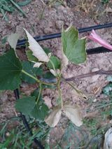 팜모닝 포도·병해충상담 게시글 이미지