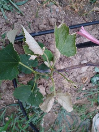 출석 채크 합니다님의 포도 · 병해충상담 작성글 사진