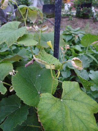 출석 채크 합니다님의 포도 · 병해충상담 작성글 사진