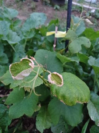 출석 채크 합니다님의 포도 · 병해충상담 작성글 사진