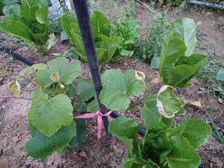 출석 채크 합니다님의 포도 · 병해충상담 작성글 사진