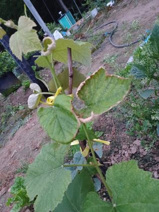 출석 채크 합니다님의 포도 · 병해충상담 작성글 사진