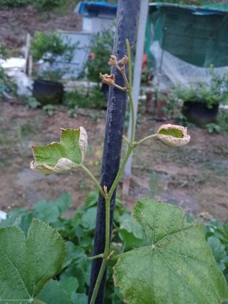 출석 채크 합니다님의 포도 · 병해충상담 작성글 사진