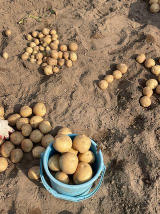 오영관님의 감자 · 자유게시판 작성글 사진