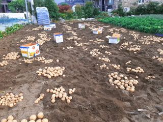 오영관님의 감자 · 자유게시판 작성글 사진