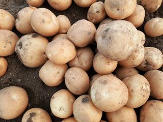 오영관님의 감자 · 자유게시판 작성글 사진