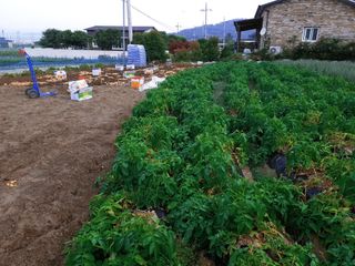 오영관님의 감자 · 자유게시판 작성글 사진