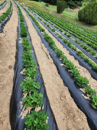 진일환님의 자유주제 · 자유게시판 작성글 사진