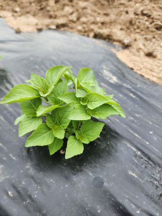 진일환님의 자유주제 · 자유게시판 작성글 사진