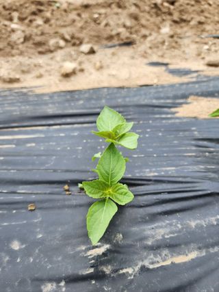 진일환님의 자유주제 · 자유게시판 작성글 사진