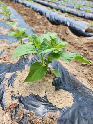 진일환님의 자유주제 · 자유게시판 작성글 사진