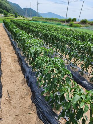 진일환님의 자유주제 · 자유게시판 작성글 사진