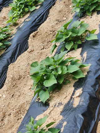 진일환님의 자유주제 · 자유게시판 작성글 사진