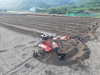 효십아찌님의 콩 · 자유게시판 작성글 사진