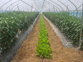 알 수 없음님의 고추 · 일상 작성글 사진