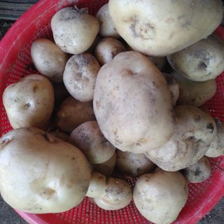 신동순님의 농부님! 어떤 농약 쓰세요? · 참여 작성글 사진