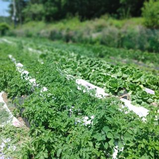 신동순님의 농부님! 어떤 농약 쓰세요? · 참여 작성글 사진