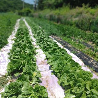 신동순님의 농부님! 어떤 농약 쓰세요? · 참여 작성글 사진