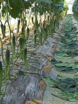 농민님의 오이 · 자유게시판 작성글 사진