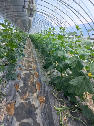 농민님의 오이 · 자유게시판 작성글 사진