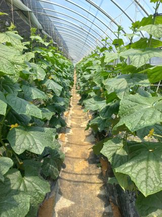 농민님의 오이 · 자유게시판 작성글 사진