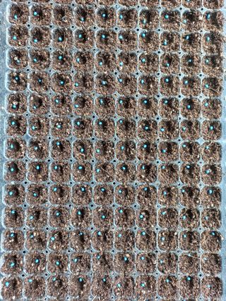 농민님의 상추 · 자유게시판 작성글 사진